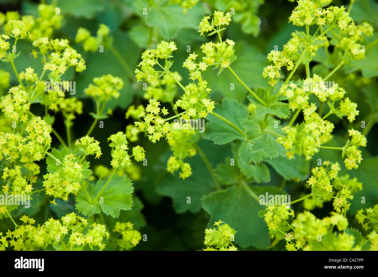 Blumen von Alchemilla Mollis (Frauenmantel). UK Stockfoto