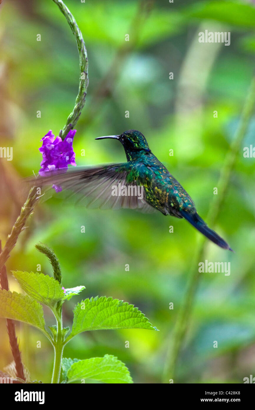 Peru, San Pedro, Manu Nationalpark, Nebelwald. Kolibri. UNESCO-Weltkulturerbe. Stockfoto