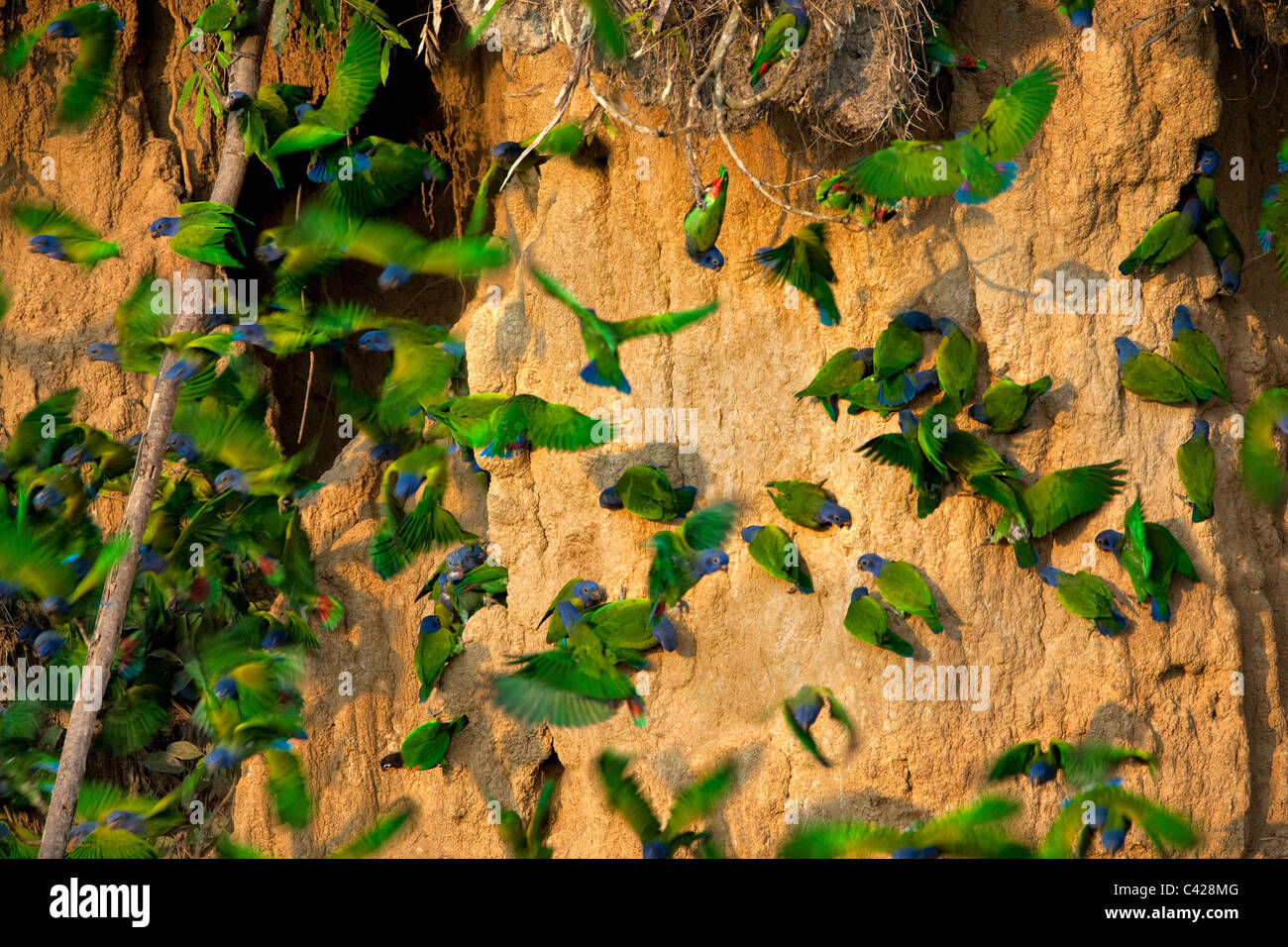 Manu Nationalpark, blaue Leitung Papageien (Pionus Menstruus) Einnahme von Ton aus Tambo Blanquillo Salzlecke. Stockfoto