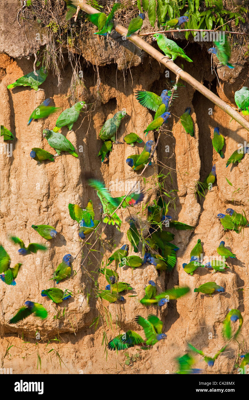Mehlig Papageien (Amazona Farinosa) und blaue Leitung Papageien (Pionus Menstruus) Einnahme Ton aus Tambo Blanquillo Ton lecken. Stockfoto