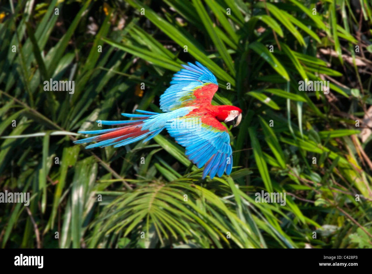 Manu Nationalpark, rote und Grüne Aras (Ara Chloroptera) in der Nähe von Tambo Blanquillo Ton zu lecken. Fliegen. Stockfoto