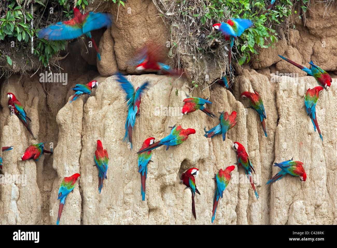 Manu Nationalpark, rote und Grüne Aras (Ara Chloroptera) Einnahme von Ton aus Tambo Blanquillo Salzlecke. Stockfoto