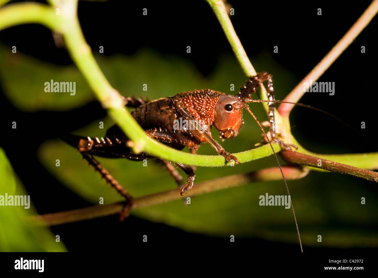 Peru, Boca Manu, Blanquillo, Manu Nationalpark, UNESCO-Weltkulturerbe. Grashuepfer. Stockfoto