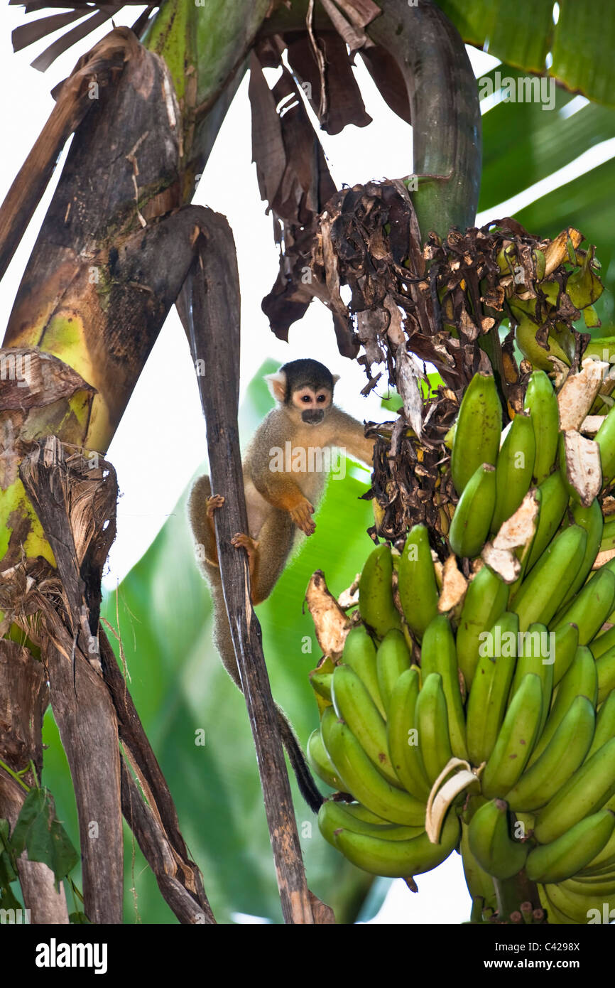 Peru, Boca Manu, Blanquillo, gemeinsame Totenkopfaffen (Saimiri Sciureus). Essen in Bananenplantage. Stockfoto