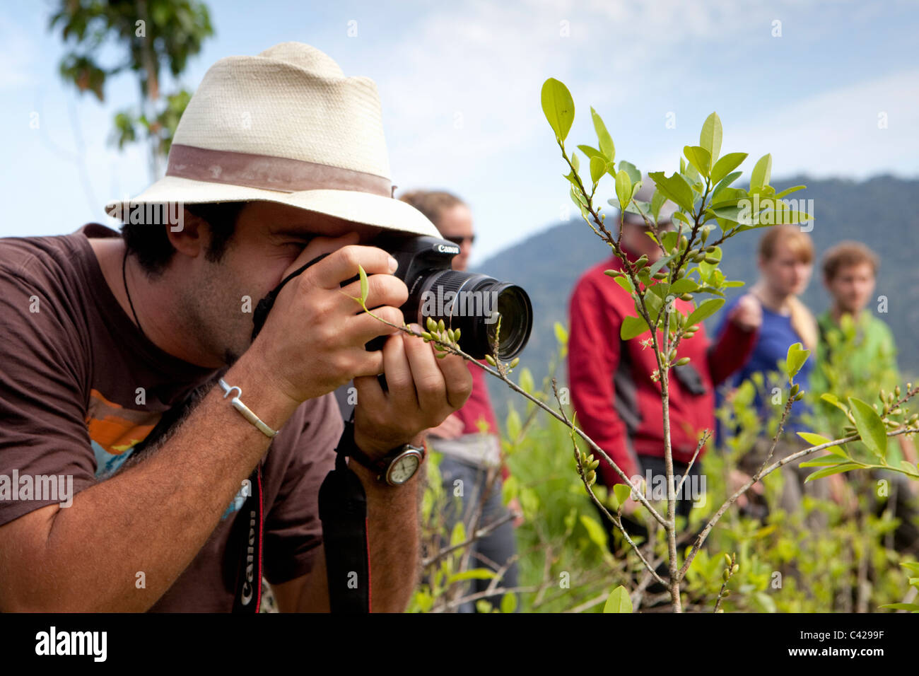 Peru, Atalaya, Tourist unter Bild von Koka Blätter in Koka-Plantagen. Stockfoto