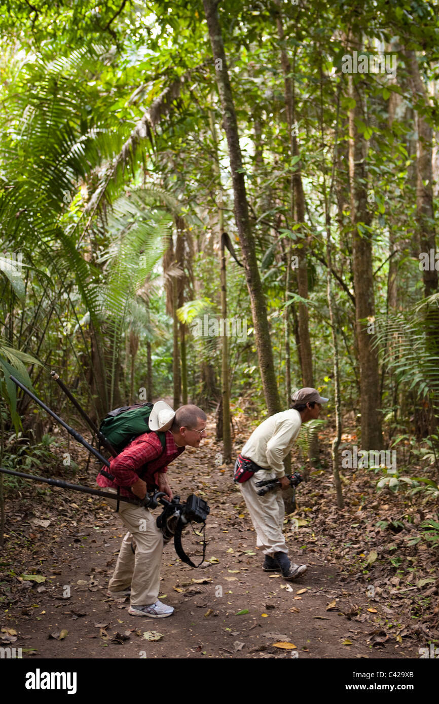 Peru, Boca Manu, Manu Nationalpark, UNESCO World Heritage Site, auf der Suche nach Pecaries. Stockfoto