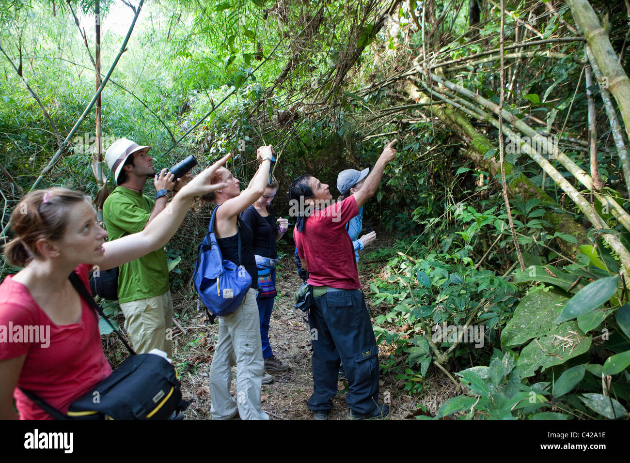 Peru, Cruz de Mayo, Manu Nationalpark, UNESCO-Weltkulturerbe, Fredy Berge. Touristen im Wald wandern. Stockfoto