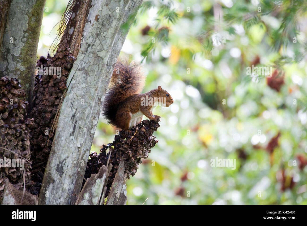 Peru, Cruz de Mayo, Manu Nationalpark, Fredy Berge. Südlichen Amazon rote Eichhörnchen (Sciurus Spadiceus). Stockfoto