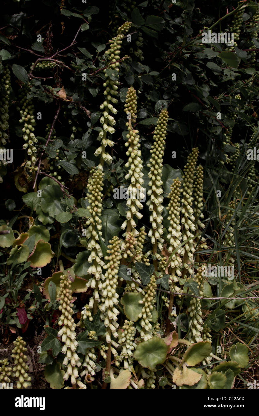 Hecke Blumen - Umbilicus rupestris Stockfoto