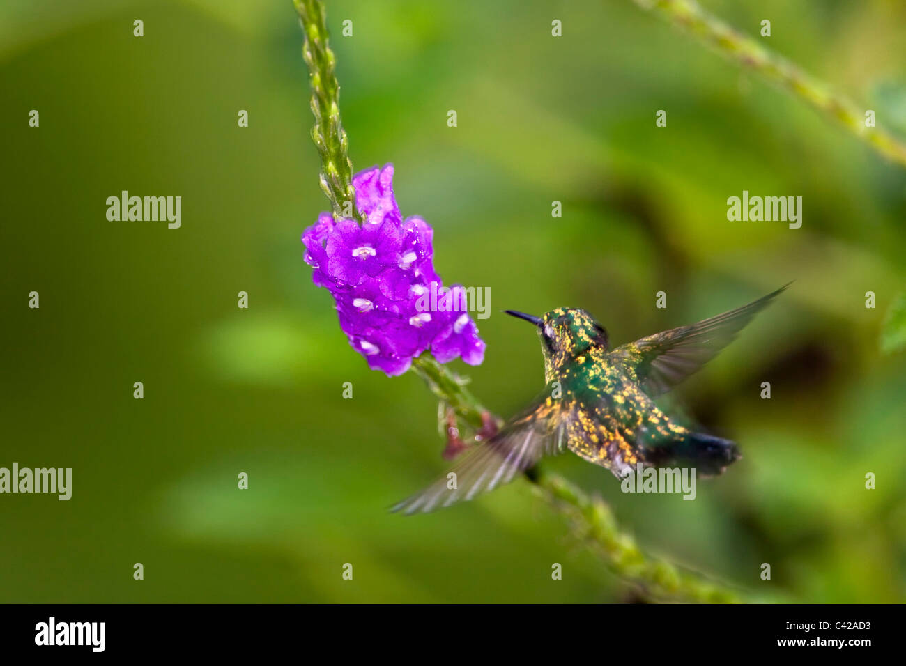 Peru, Cruz de Mayo, Manu Nationalpark, Fredy Berge. Golden Tailed Saphir Kolibri (Chrysuronia Oinone). Männlich. Stockfoto