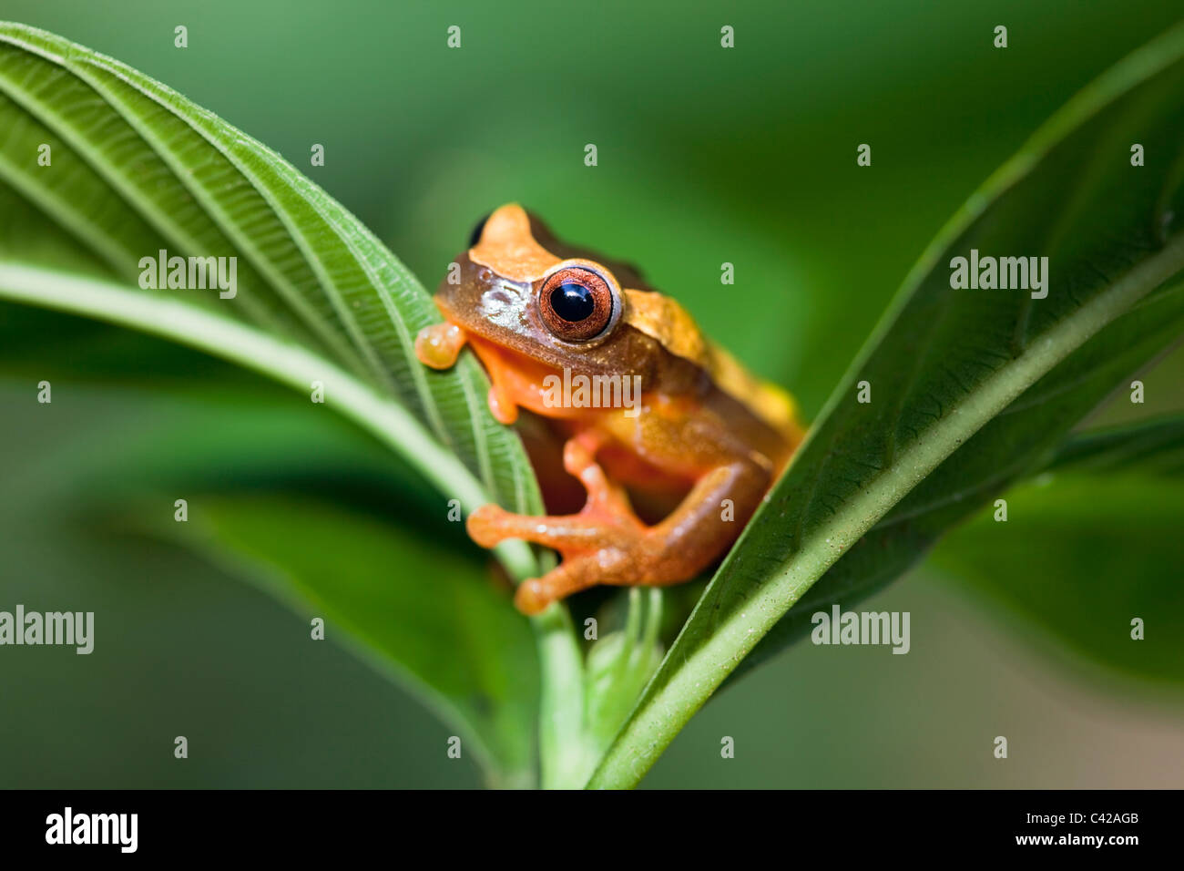 Manu Nationalpark, Fredy Berge. Clown-Laubfrosch (Dendropsophus Leucophyllatus, ehemals Hyla Leucophyllata). Stockfoto