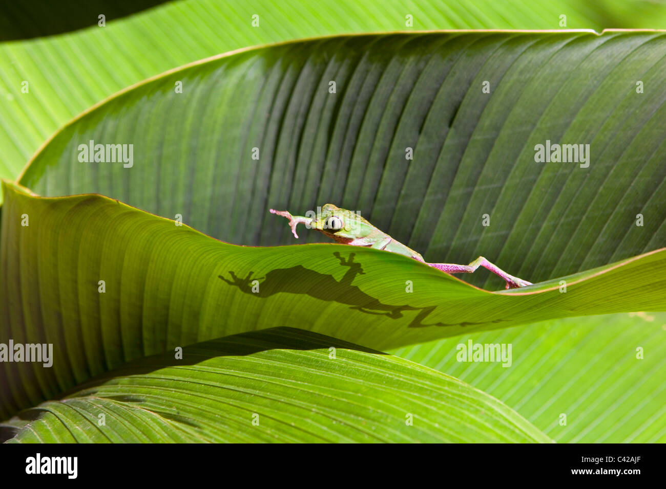 Peru, Cruz de Mayo, Manu Nationalpark, Fredy Berge. Weiß gesäumt Blatt Frosch ((Phyllomedusa Vaillanti). Stockfoto