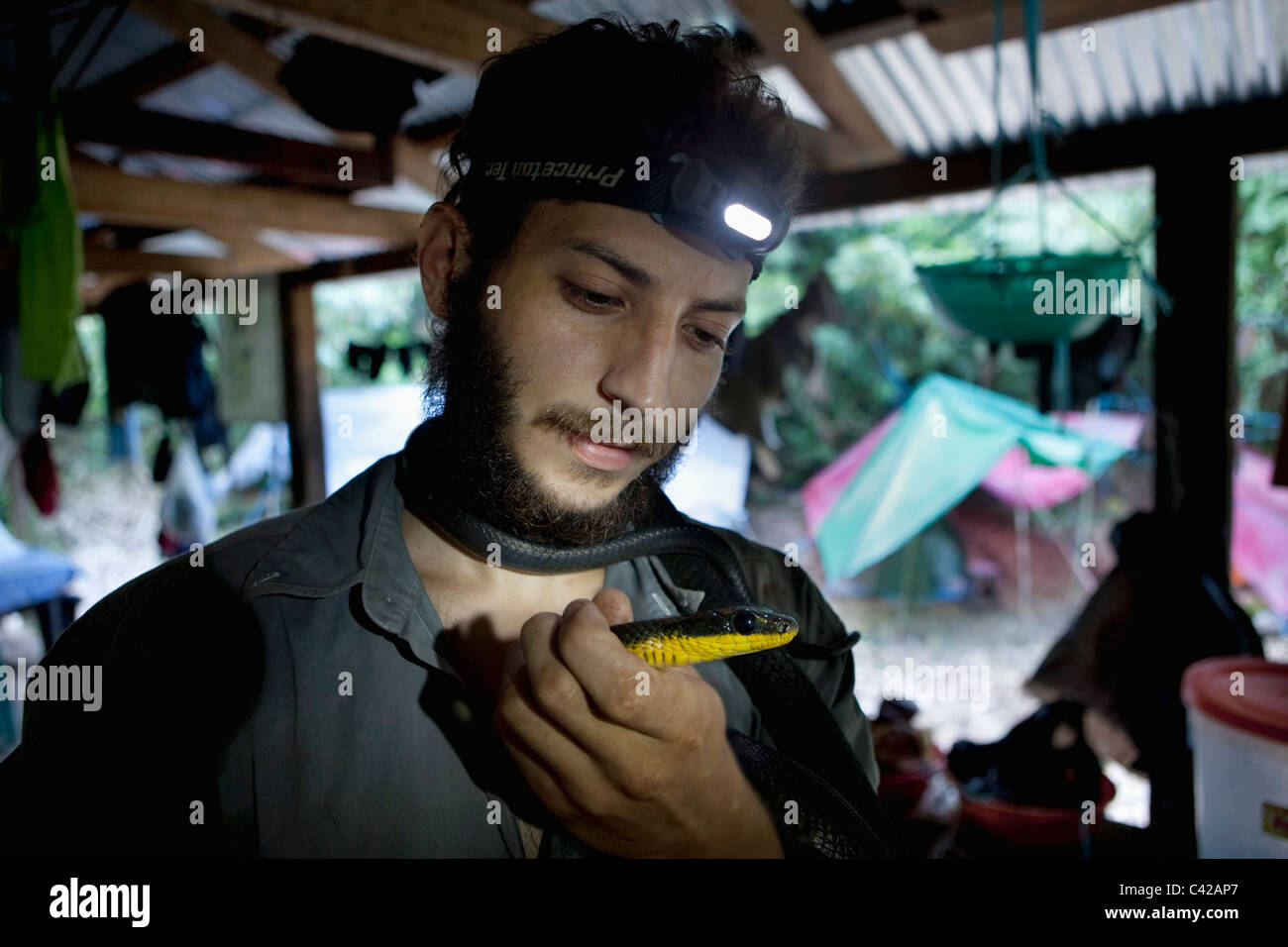 Forscher / Biologe / Herpetologe Alejandro Montoga Londono im Camp mit Schlange. Stockfoto