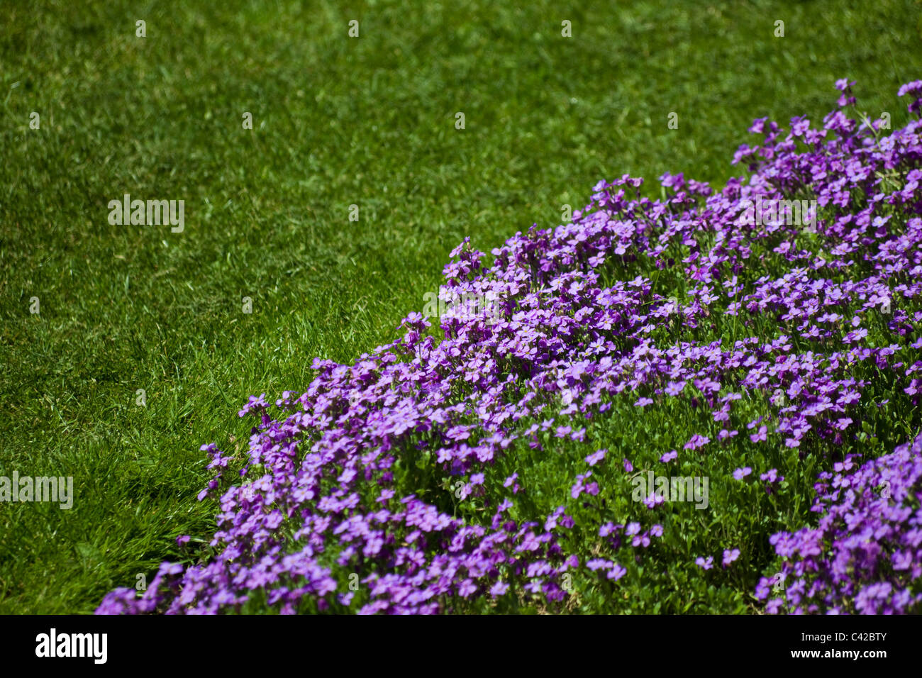 Rosa Blumen und Rasen für Nutzung im Hintergrund Stockfoto