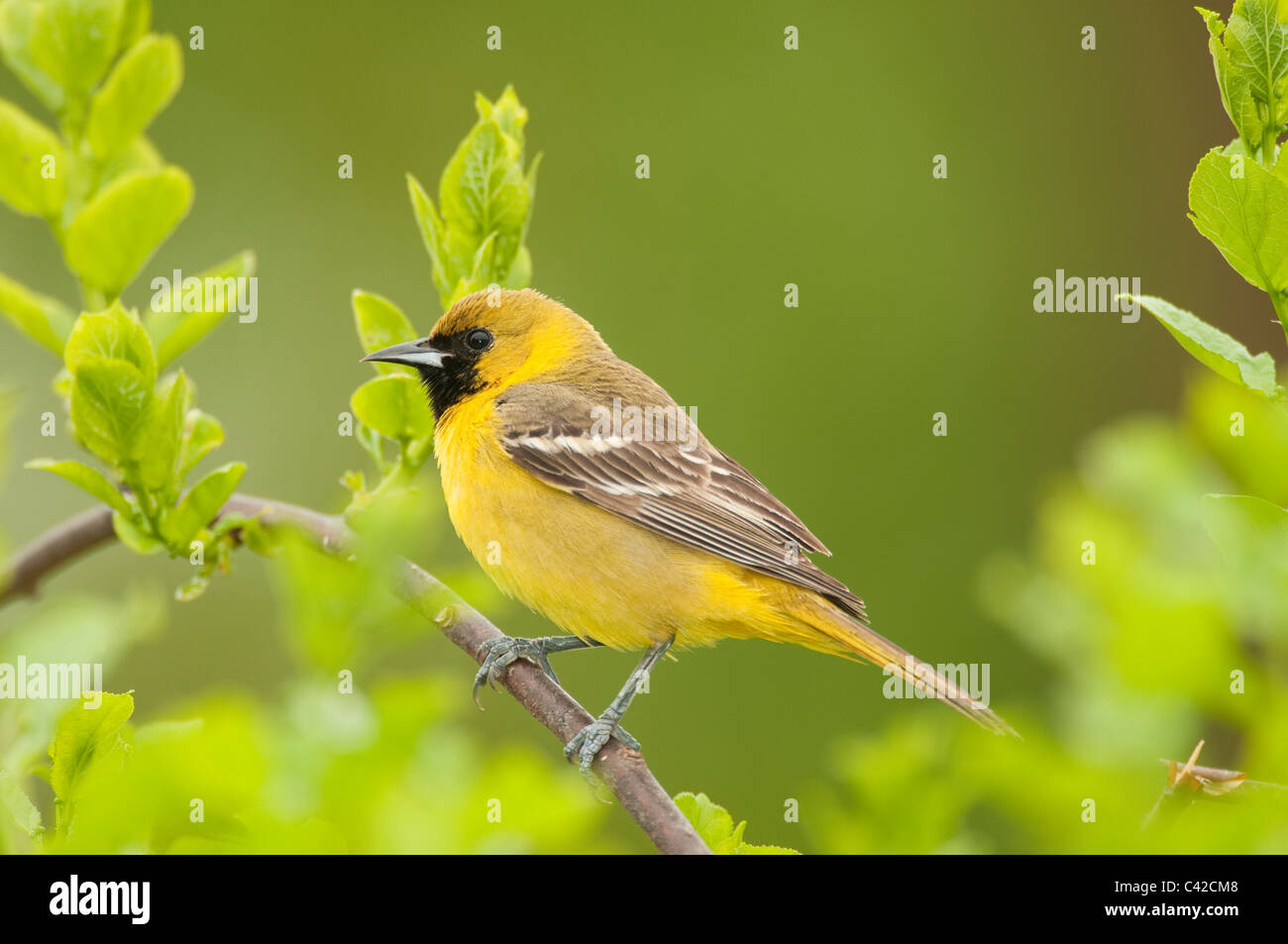 Young Obstgarten Oriole thront auf einem bittersüßen Weinstock. Stockfoto