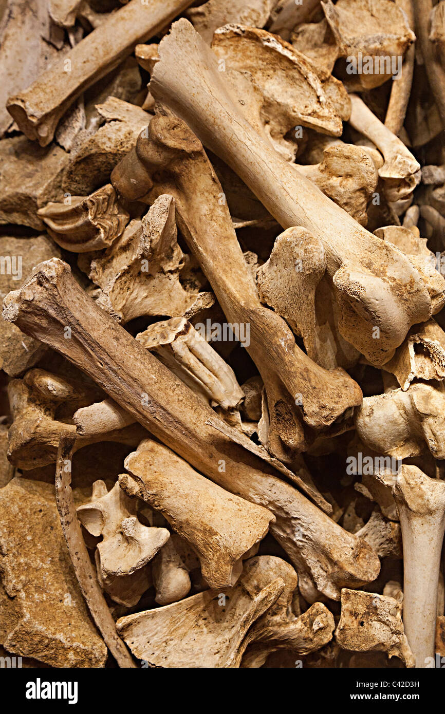 Haufen von prähistorischen fossile Knochen Dordogne Frankreich Europa Stockfoto