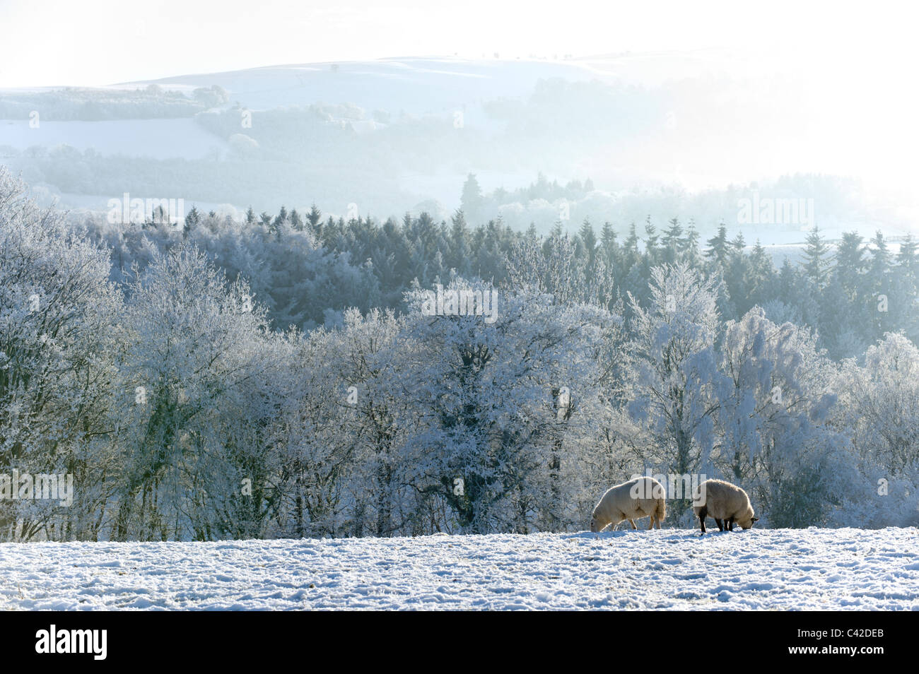 Großbritannien Wetter Nebel, Einfrieren, Builth Wells, Powys, Wales, UK. Stockfoto