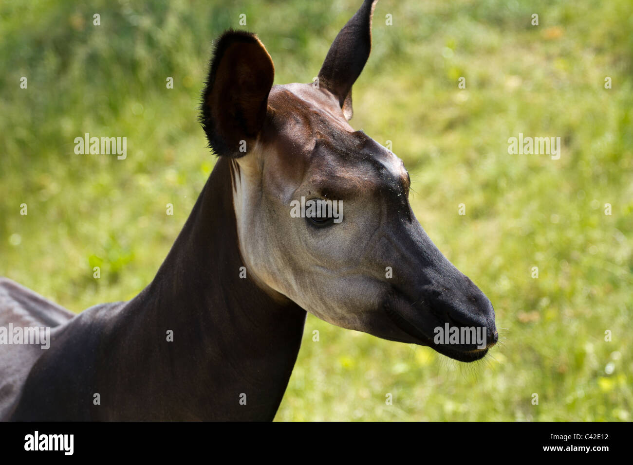 Okapi Stockfoto