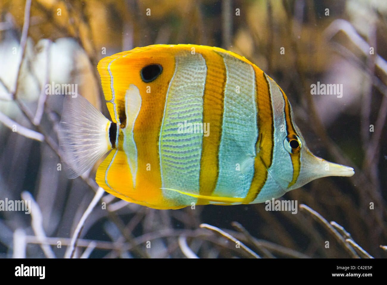 Tropische Fische Stockfoto