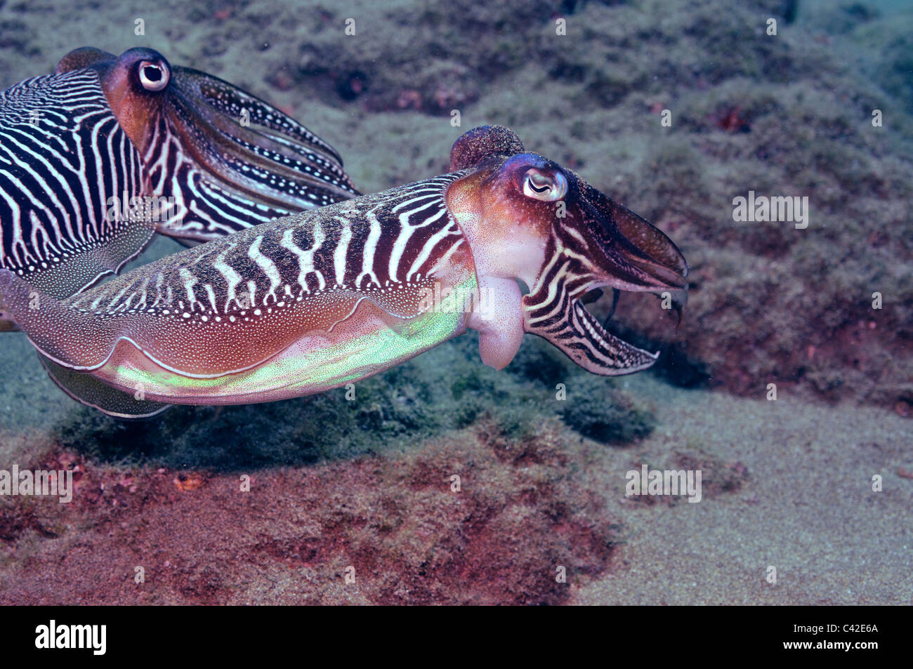 Zwei Tintenfische (Sepia Officinalis) gemeinsam schwimmen unter Wasser Stockfoto