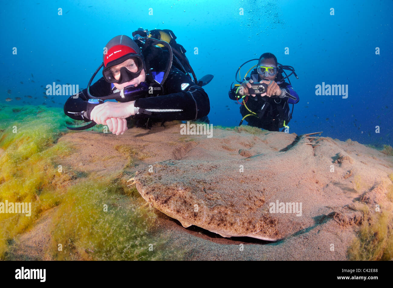 Zwei Taucher beobachten Angelshark, Squatina Squatina, begraben in sandigen Meeresboden, Lanzarote Stockfoto