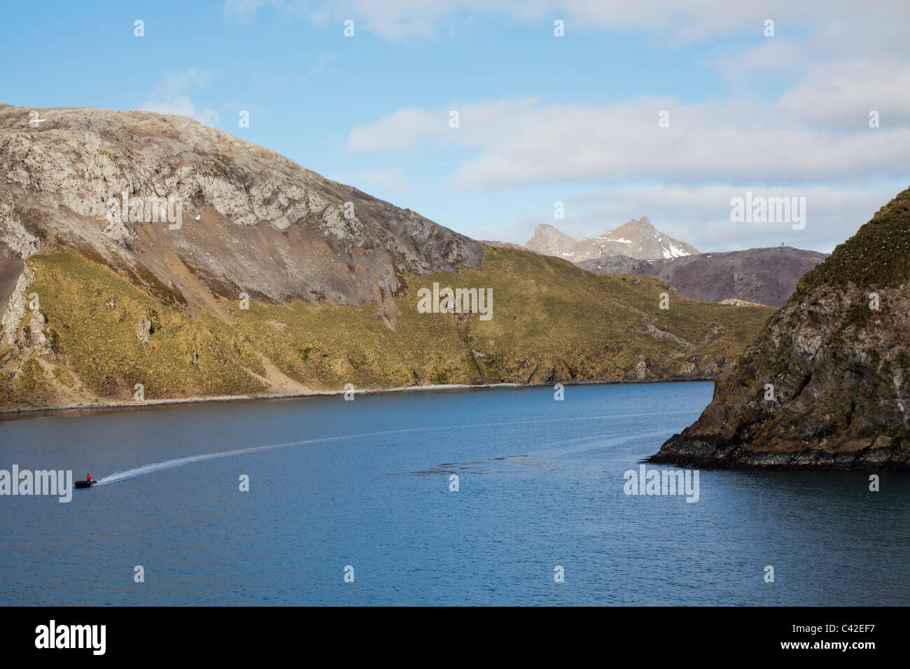 Zodiac unter den Albatross Kolonien bei Elsehul, South Georgia Island Kreuzfahrt Stockfoto