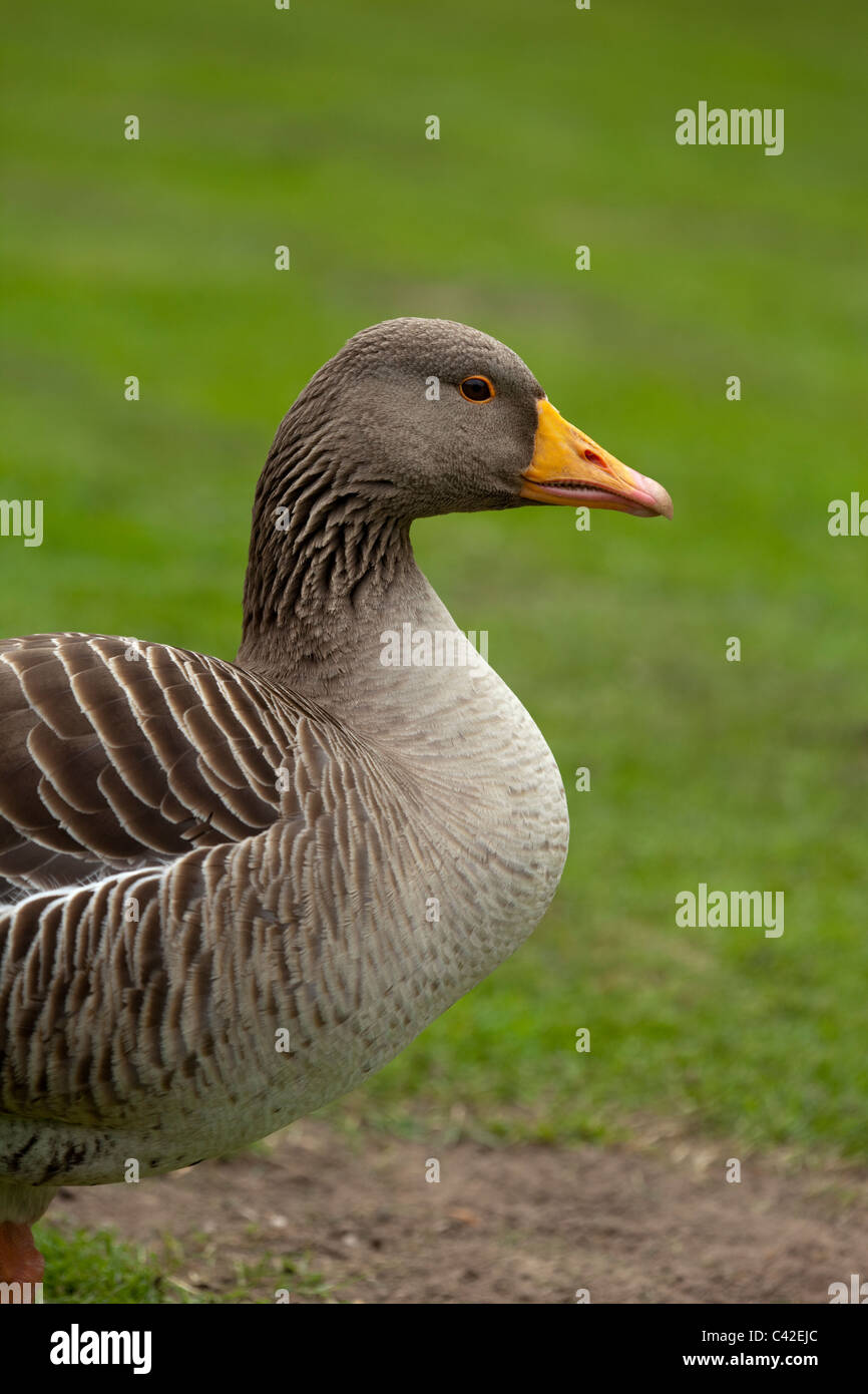 Graugans (Anser Anser). Stockfoto