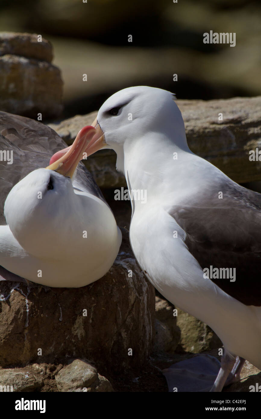 Black-browed Albatross paar Verklebung in der Kolonie New Island, West Falkland Stockfoto