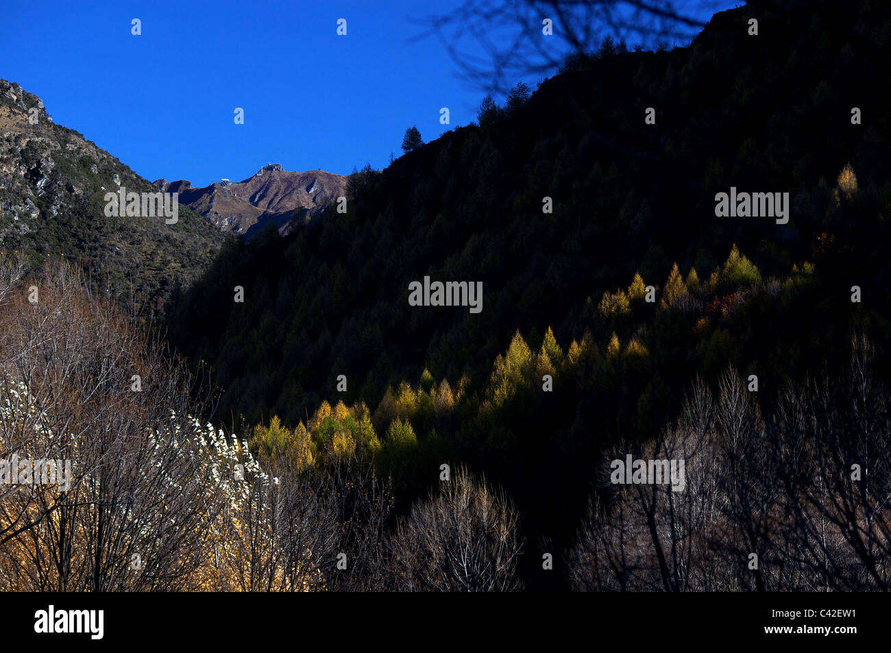 Herbst in Arrowtown. Bäume im Herbst auf den Hügeln rund um Arrowtown. Central Otago, Neuseeland. Stockfoto