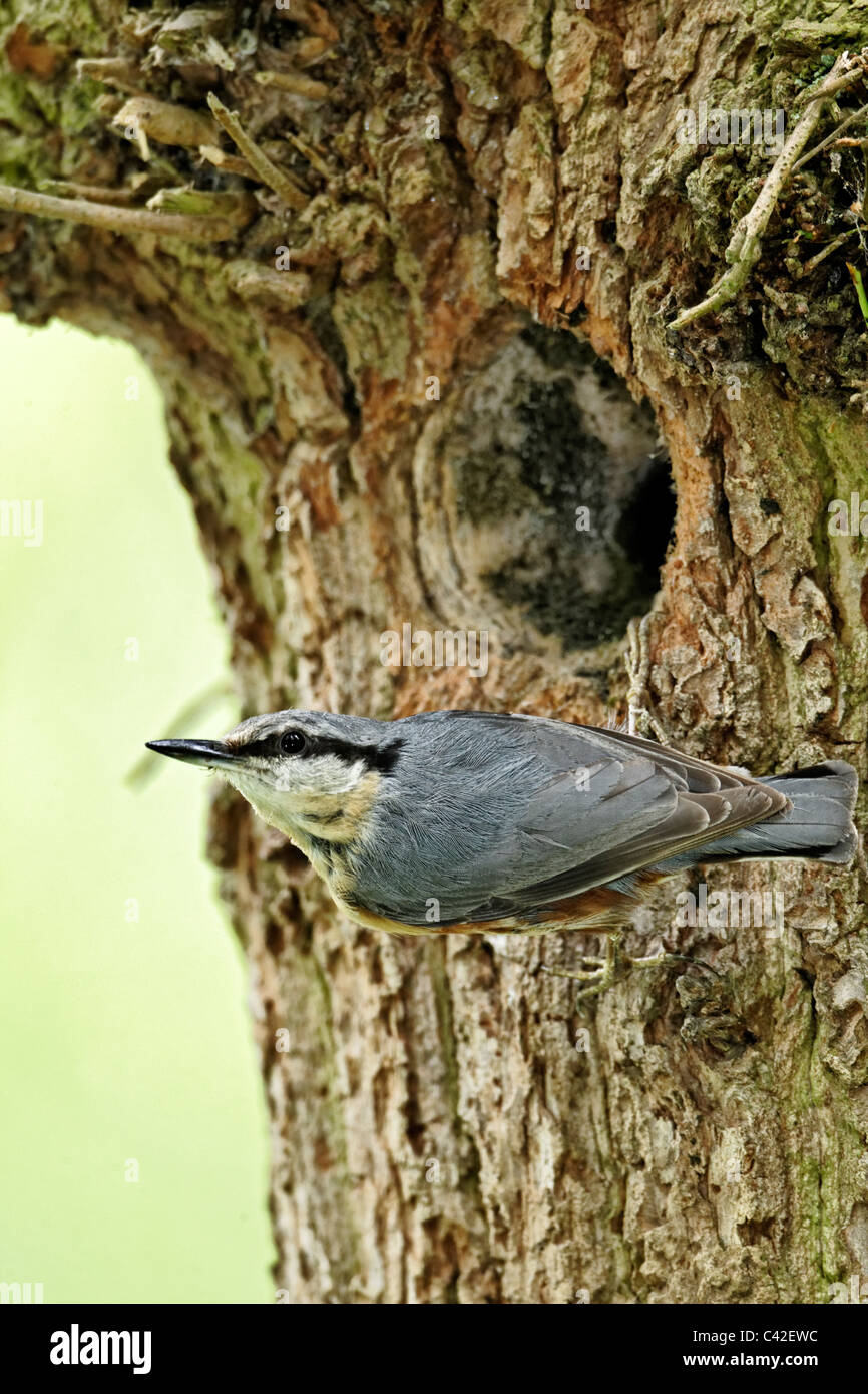Kleiber, Sitta Europaea, einziger Vogel im Nest Loch, Midlands, Mai 2011 Stockfoto