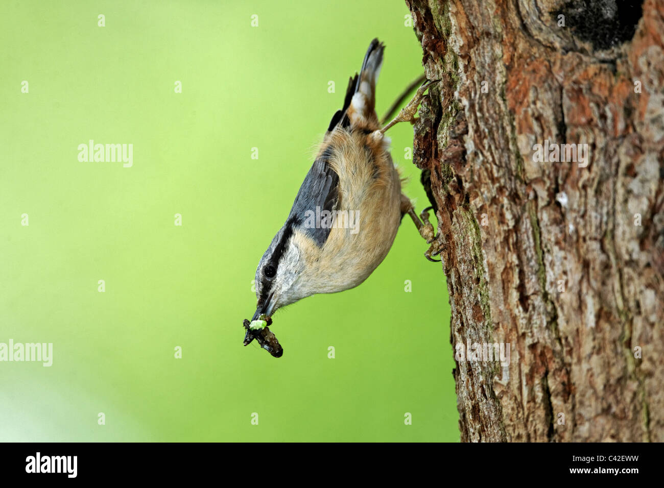 Kleiber, Sitta Europaea, einziger Vogel im Nest Loch, Midlands, Mai 2011 Stockfoto