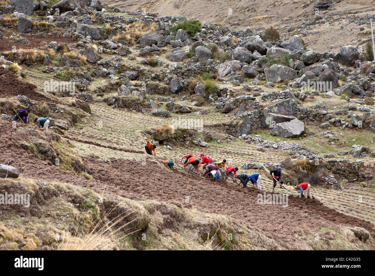 Peru, Patakancha, Patacancha, Dorf in der Nähe von Ollantaytambo. Indische Männer Vorbereitung Kartoffelfeldern. Stockfoto