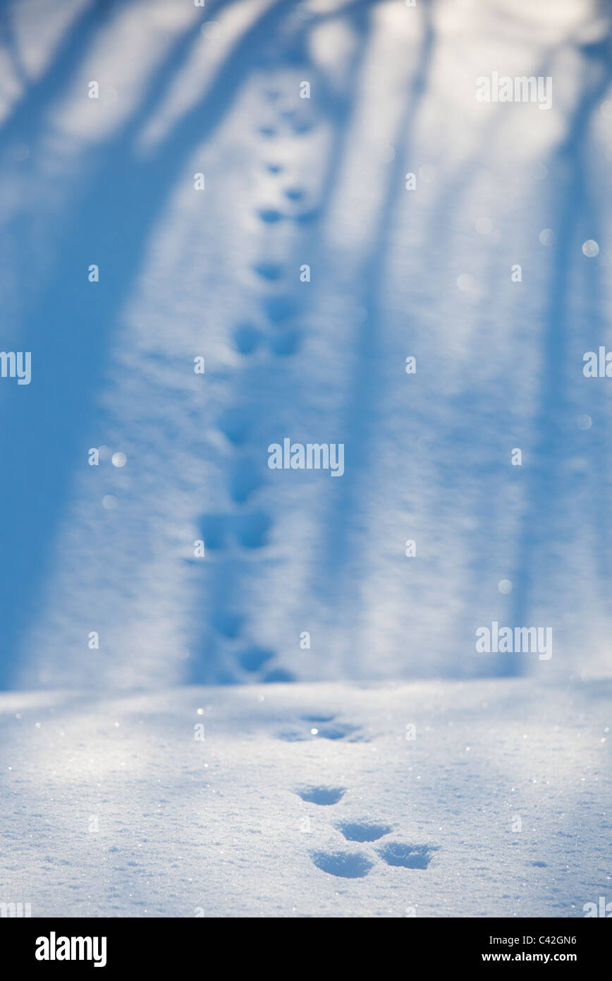 Set von europäischen Berghasen ( Lepus timidus ) Spuren auf Schnee im Winter , Finnland Stockfoto