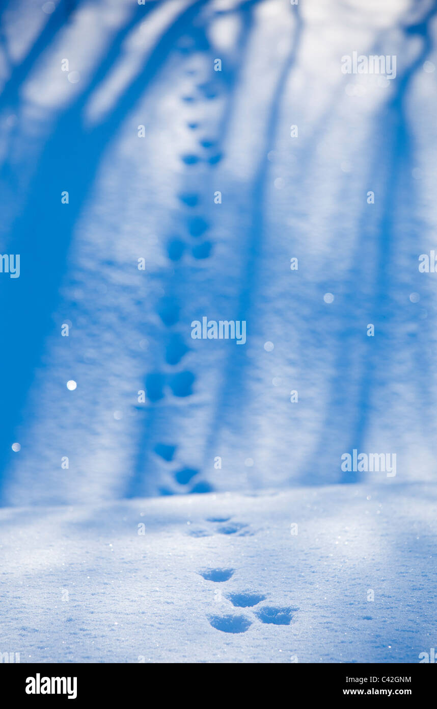 Set von europäischen Berghasen ( Lepus timidus ) Spuren auf Schnee im Winter , Finnland Stockfoto