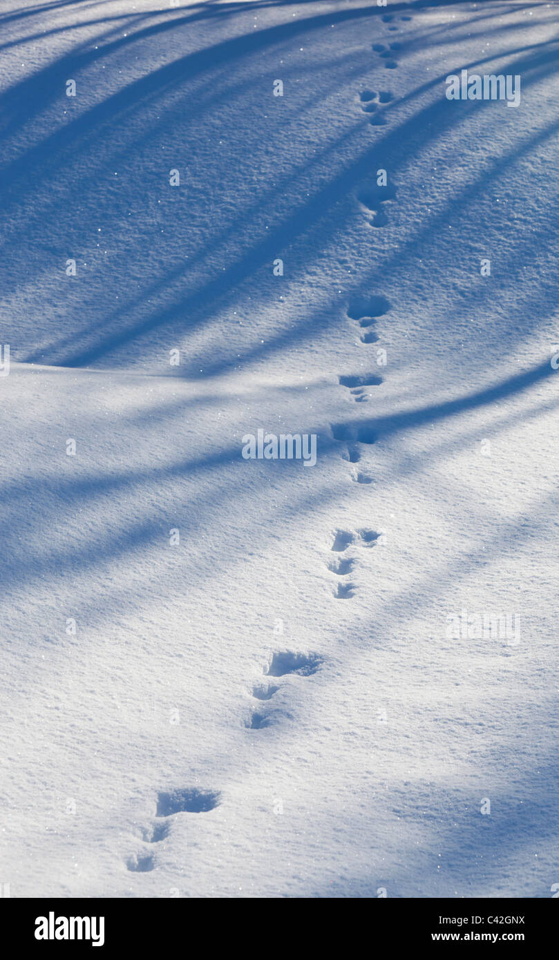 Set von europäischen Berghasen ( Lepus timidus ) Spuren auf Schnee im Winter , Finnland Stockfoto