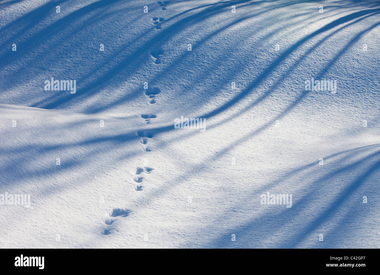 Set von europäischen Berghasen ( Lepus timidus ) Spuren auf Schnee Konturen im Winter , Finnland Stockfoto