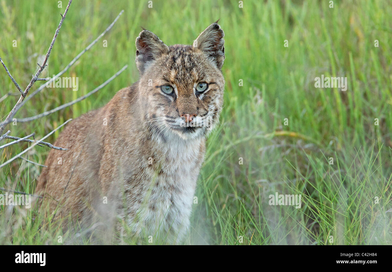 Bobcat finden Sie unter schwarzen Punkt Wildlife Drive, Florida Stockfoto