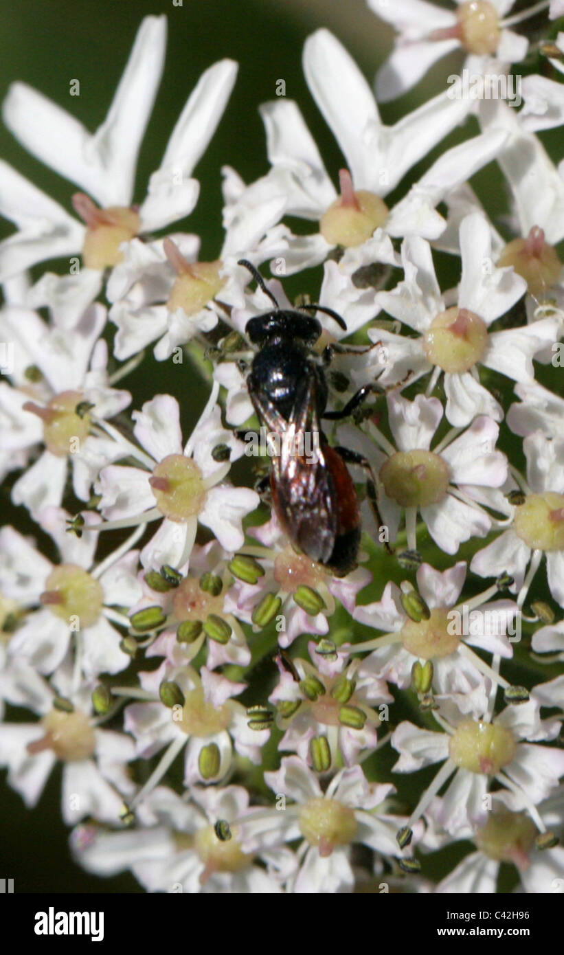 Blattwespen, Dolerus SP, Tenthredinidae, Symphyta, Hymenoptera. Stockfoto