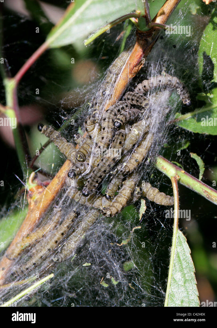 Obstgarten Hermelin Moth Raupen, Yponomeuta Padella, Gespinstmotte. Web-Nest in einem Busch Schlehe, Prunus Spinosa. Stockfoto