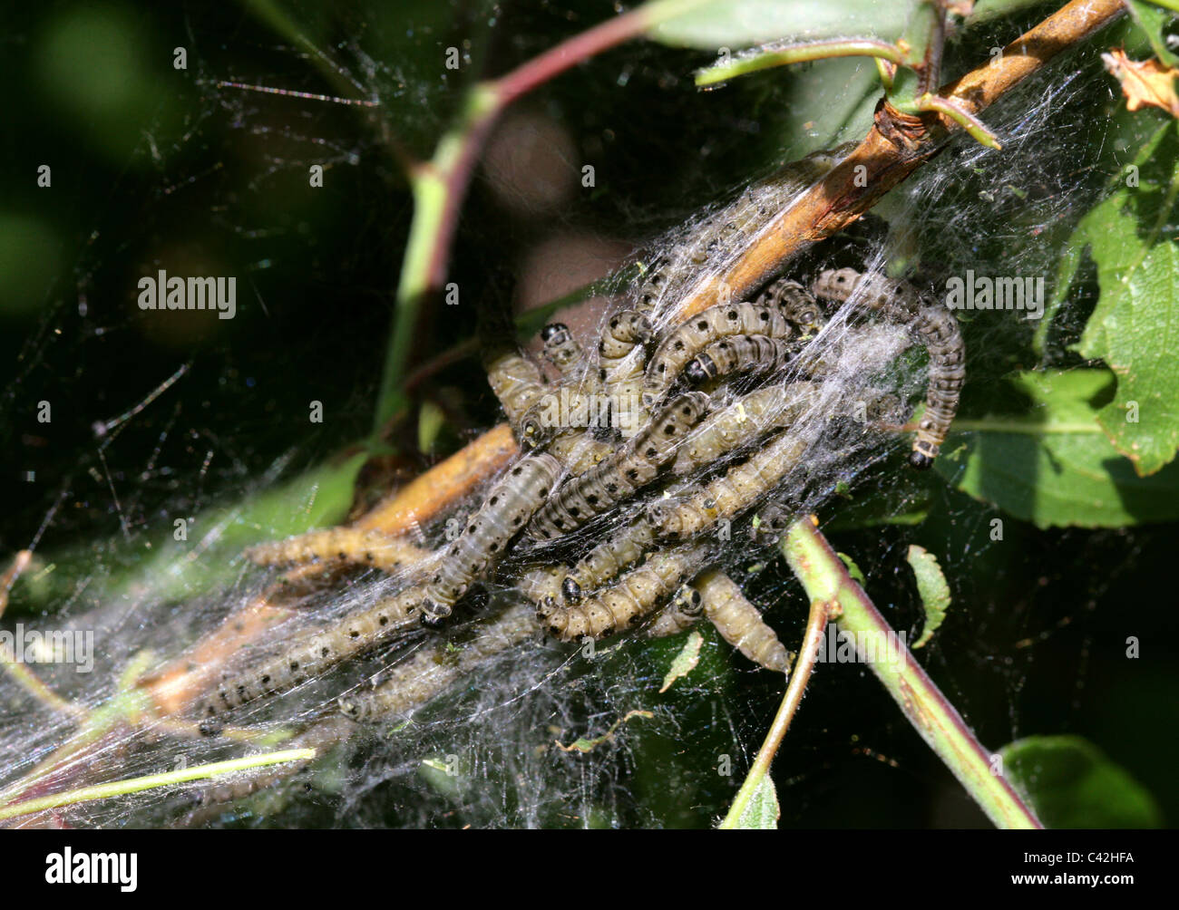 Obstgarten Hermelin Moth Raupen, Yponomeuta Padella, Gespinstmotte. Web-Nest in einem Busch Schlehe, Prunus Spinosa. Stockfoto