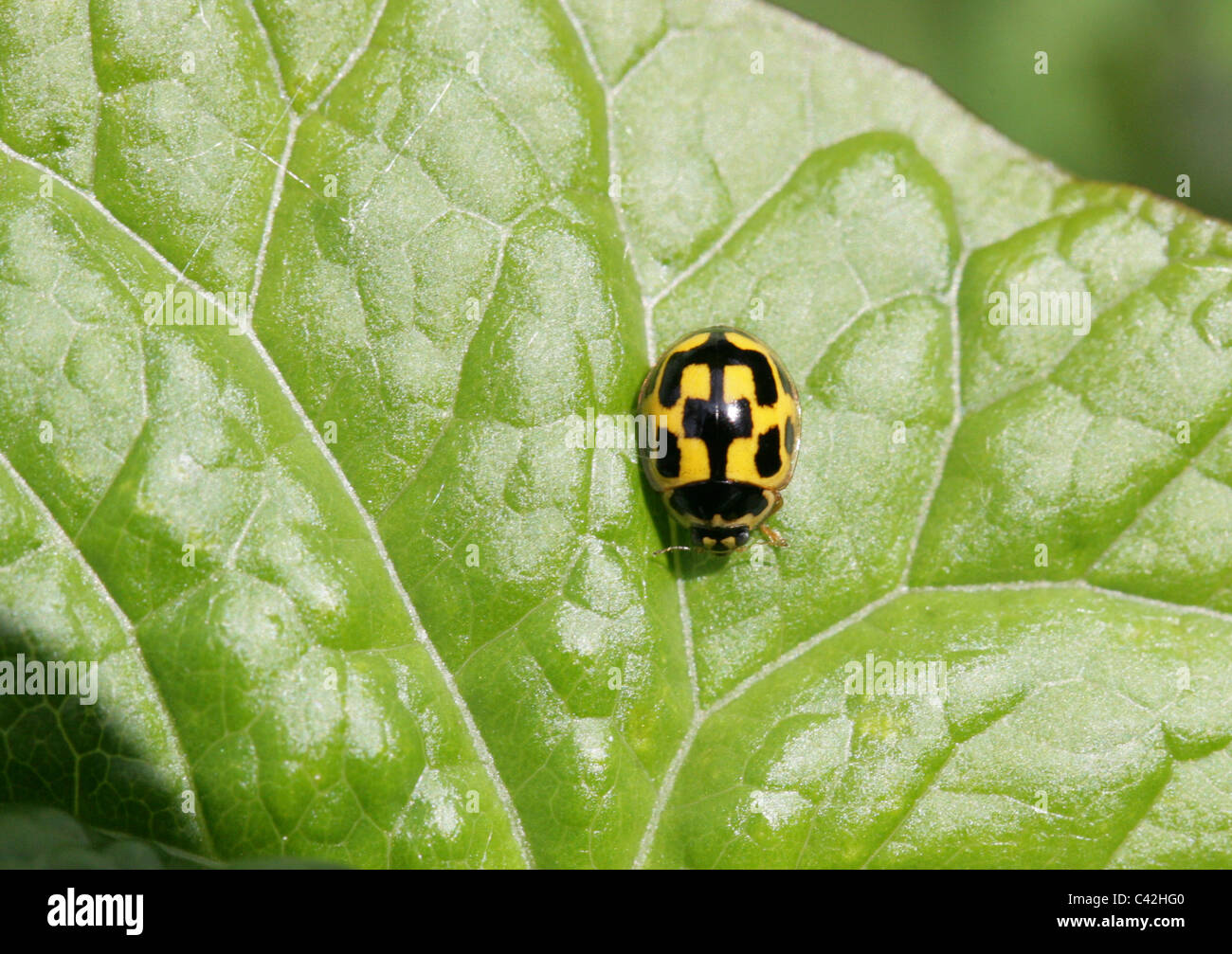 Gelbe 14-Spot Ladybird, Propylea Quatuordecimpunctata aka Propylea 14-Trommler, Coccinellidae Stockfoto