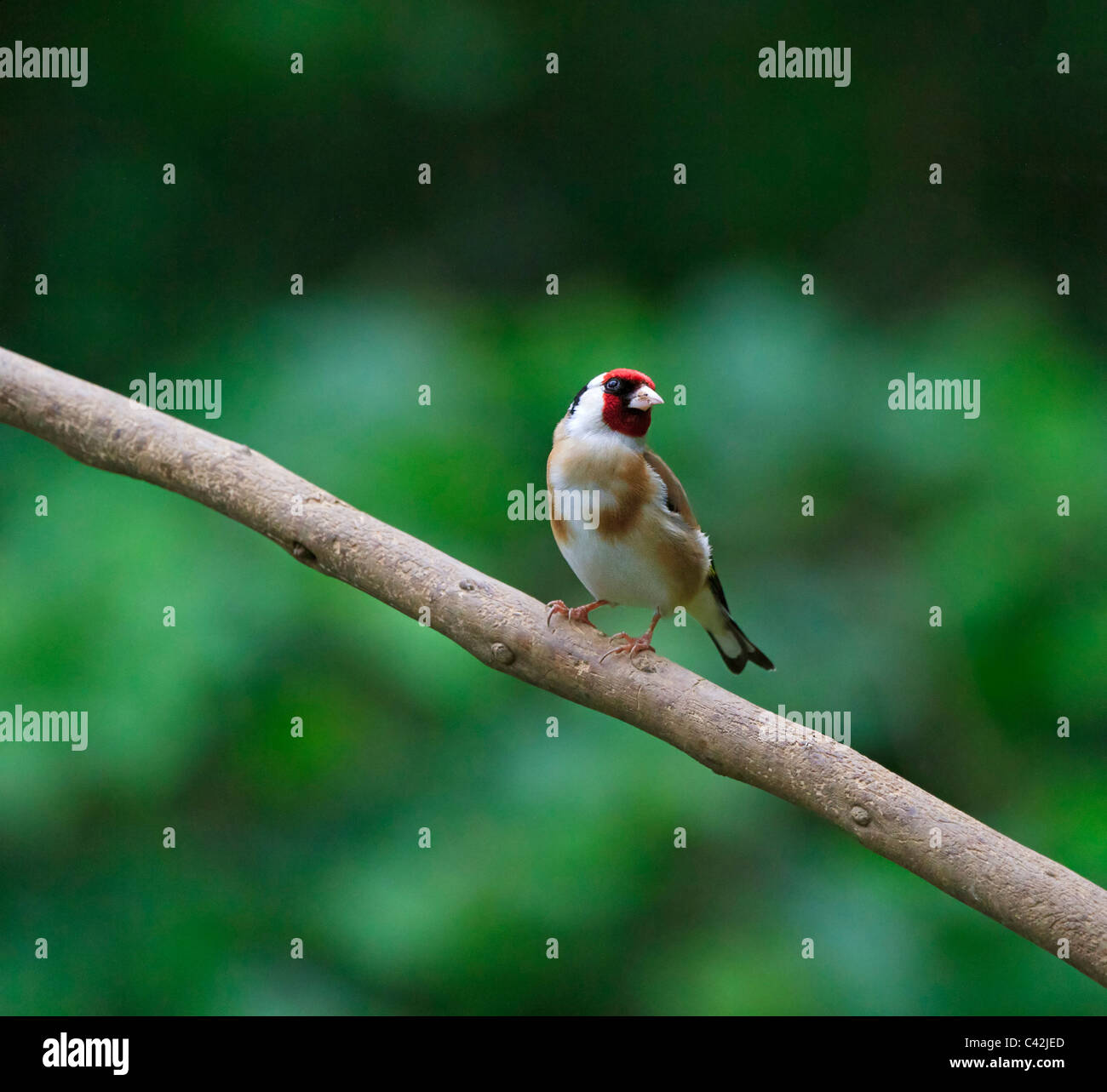 Stieglitz, Zuchtjahr Zuchtjahr Stockfoto