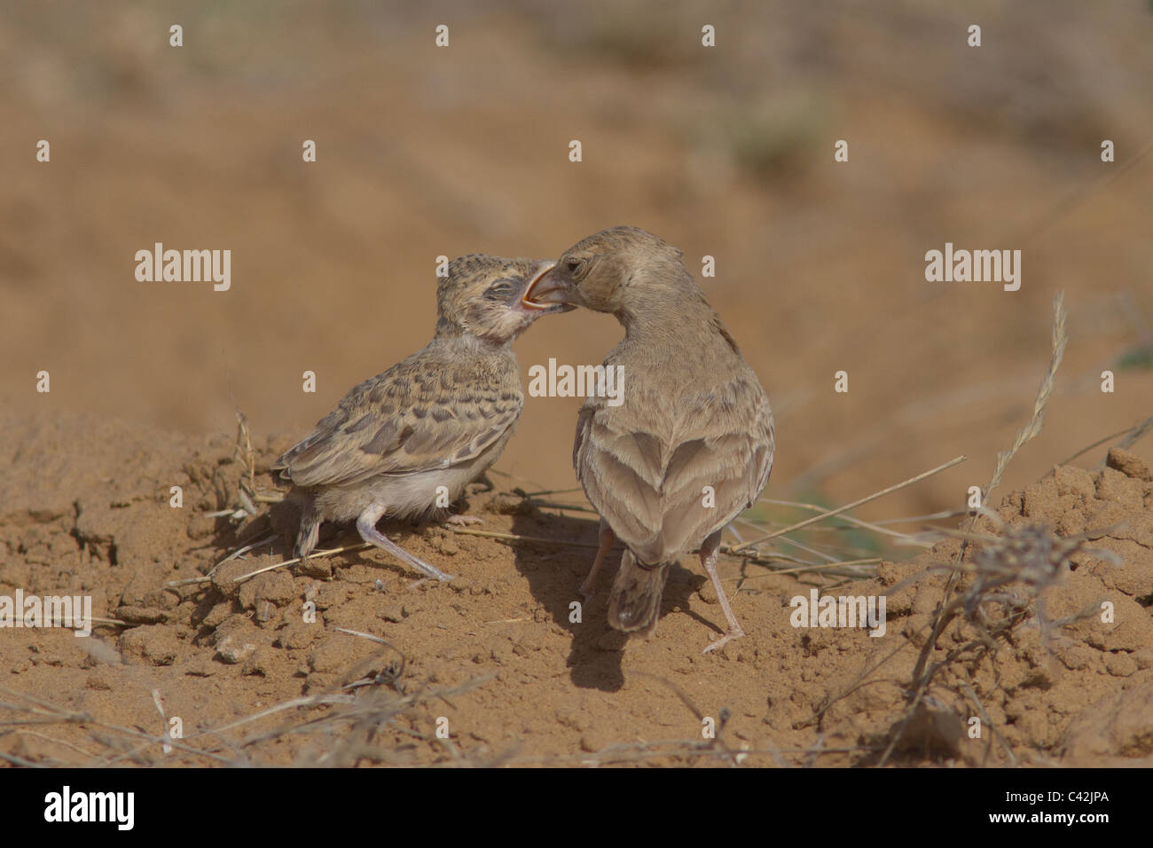 Schwarz-gekrönter Spatz-Lerche weibliche Fütterung Juvenile. Fotografiert im Tal Chapar Wildlife Sanctuary, Rajasthan, Indien Stockfoto