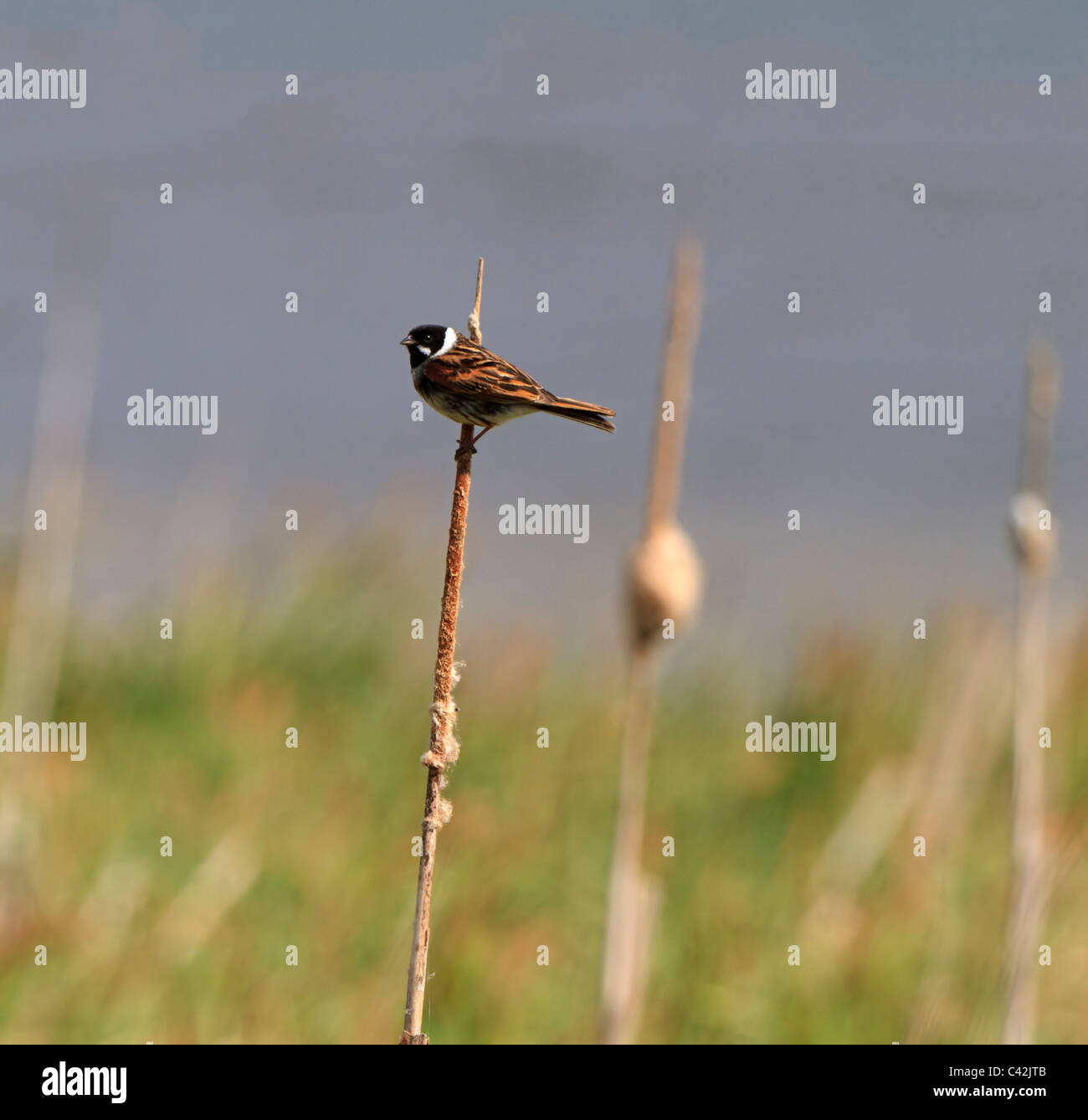 Reed Bunting, Emberiza Schoeniclus, Männlich, hocken auf ein Rohr. Stockfoto