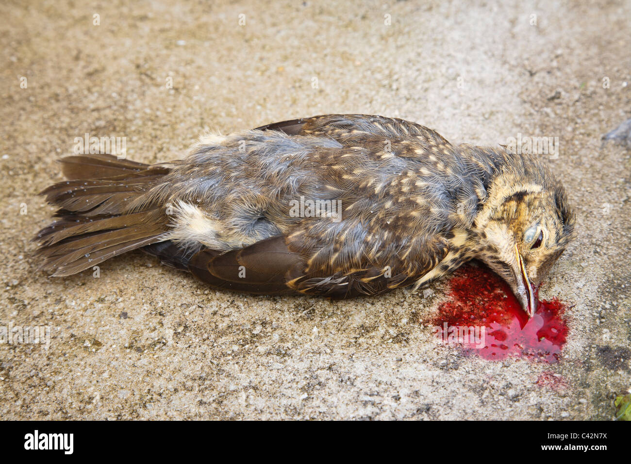 Tote Kinder vogel Blutungen aus einem Verwundeten getötet nach versehentlich Fliegen in einem Fenster. Großbritannien, Großbritannien Stockfoto
