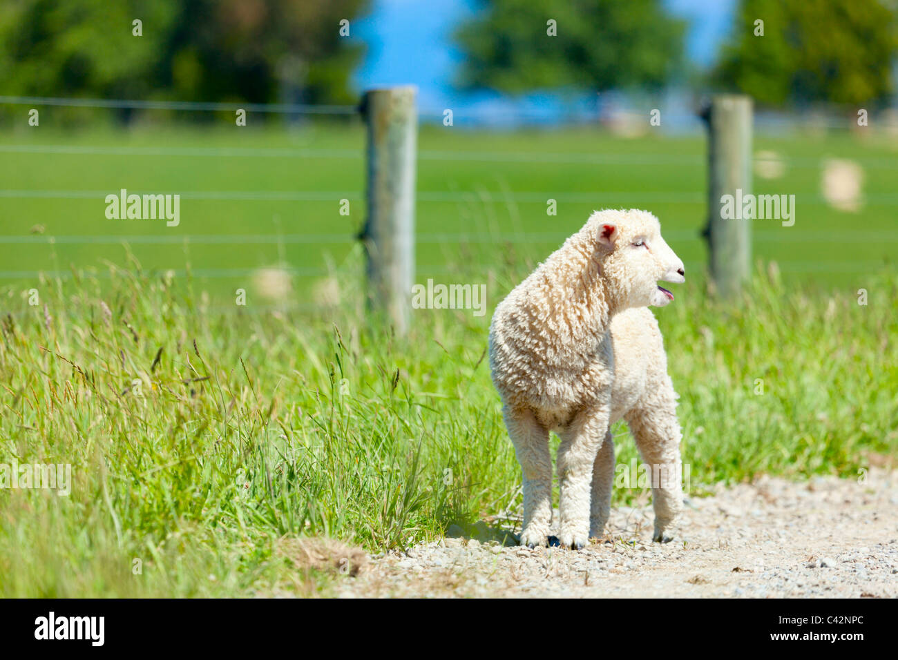 Junges Lamm Stockfoto