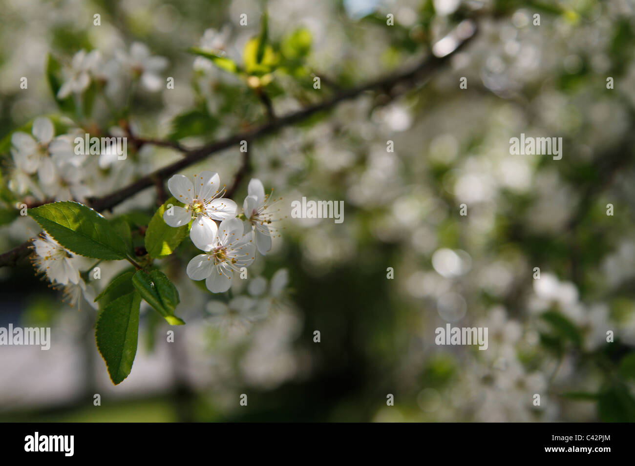 Dies sind die Blüten des Baumes Sauerkirsche (Prunus Cerasus). Die Aufnahme wurde in Deutschland, Bayern. Stockfoto