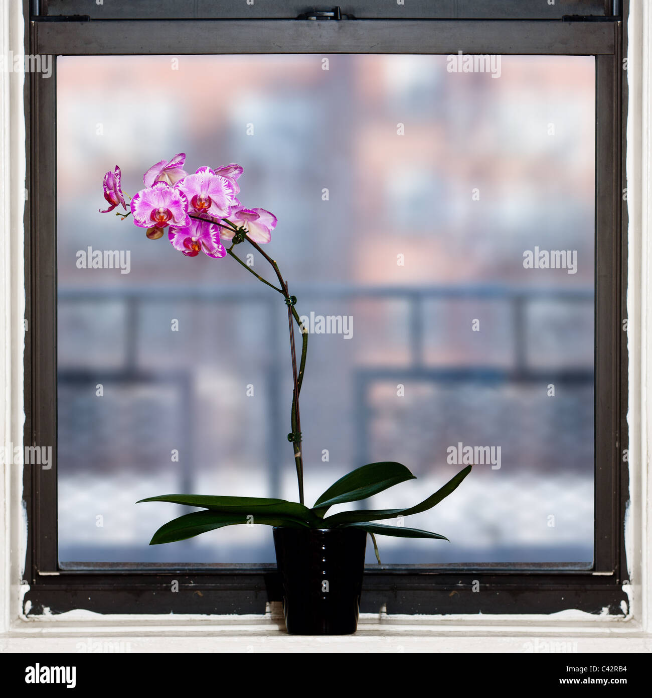 Schöne Orchidee Phalaenopsis Pflanze von quadratischen Fenster. Stockfoto