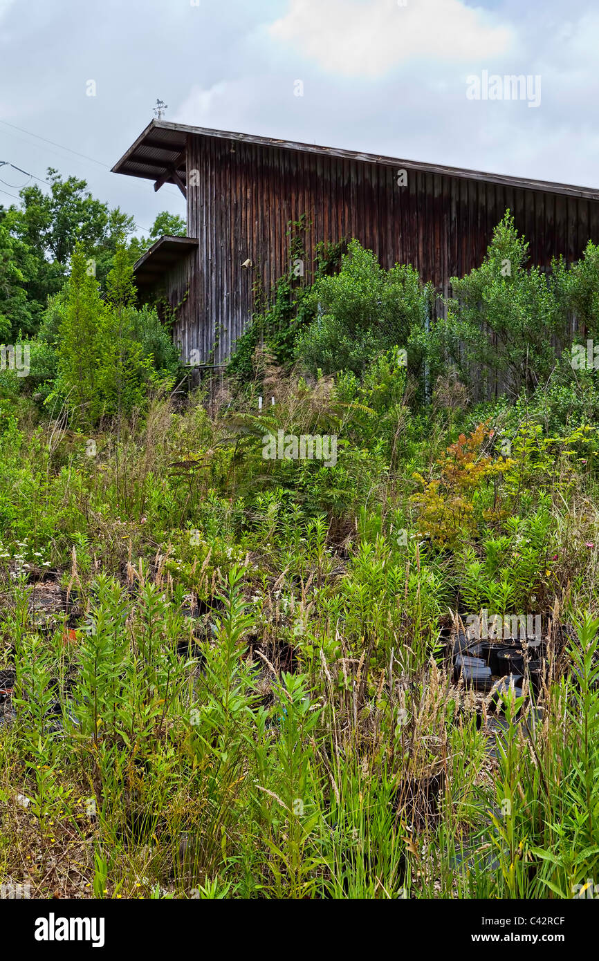 Rustikale Gebäude an der Spitze eines Hügels in vegetativen Wachstums abgedeckt. chriskirkphotography.NET Stockfoto