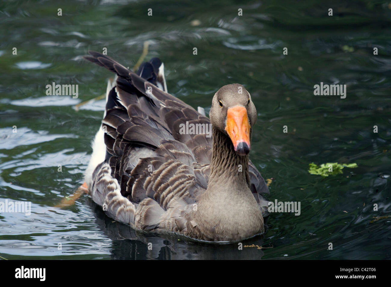 Graue Gans im Schmutzwasser Teich. Ansicht von vorne. Stockfoto